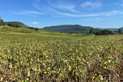 Emater/RS-Ascar acompanha impactos da restrição hídrica e calor nas culturas de verão