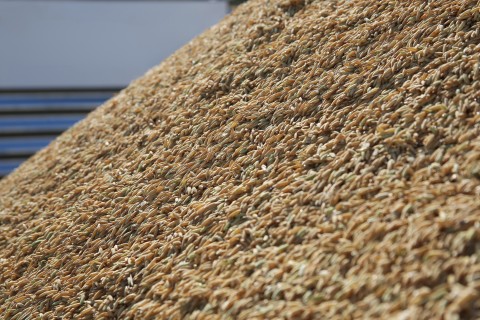 Mercado de exportação do arroz segue aquecido no primeiro semestre de 2025
