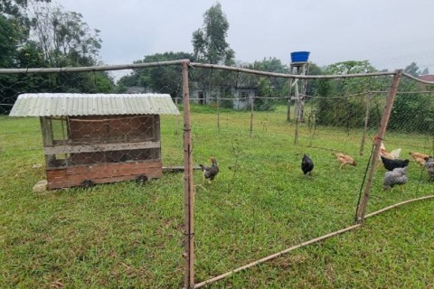 Estado finaliza quarta visita às áreas rurais no raio de três quilômetros do foco de gripe aviária