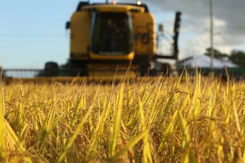 Federarroz indica que panorama do mercado de arroz deve mudar nas próximas semanas