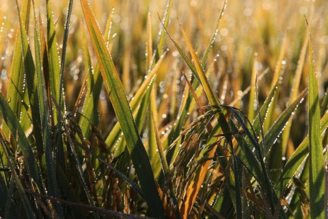 Entidades contestam números da Conab sobre a safra de arroz
