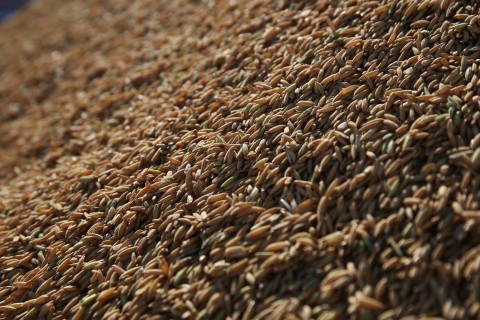 Colheita do arroz avança no Rio Grande do Sul mas preços preocupam produtores