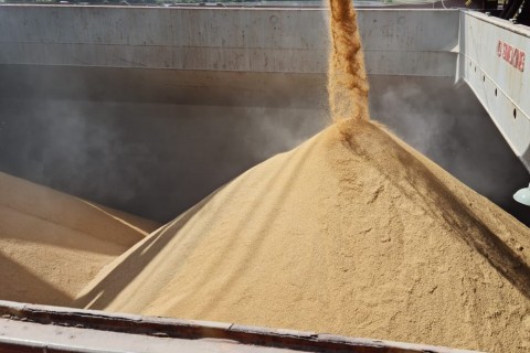 Federarroz confirma exportação de saca de arroz a R$ 82 no Porto de Rio Grande