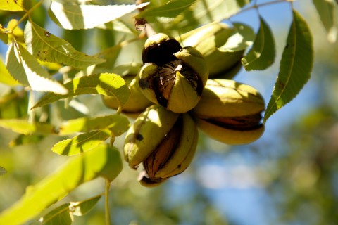 La Niña pode afetar produtividade e qualidade da pecan em produção