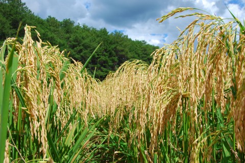 Conab marca novos leilões de contrato de opção de venda de arroz para a próxima sexta, dia 20