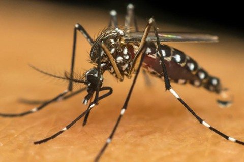 Osório registra o primeiro caso de dengue contraído no município e Secretaria da Saúde pede apoio da população para a prevenção
