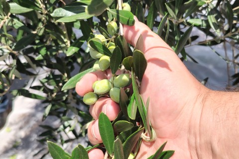 Uso indiscriminado de defensivo agrícola preocupa olivicultores