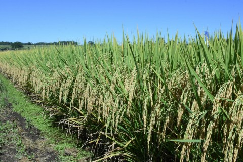 Produção gaúcha de grãos deve chegar a 33,2 milhões de toneladas, estima Conab