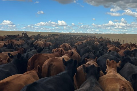 Temporada de Outono promete reaquecimento e reabilitação na pecuária gaúcha