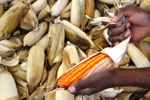 Safra de grãos bate recorde no Brasil; RS tem recuo, mas se destaca no arroz e no milho