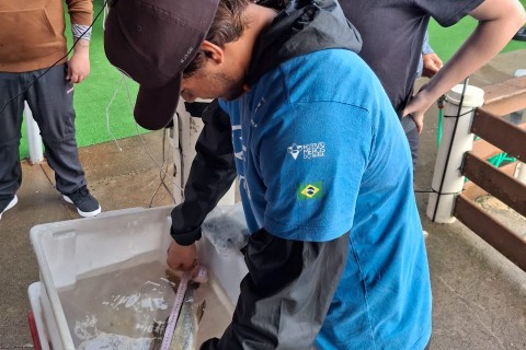 Pesquisadores marcam peixes e coletam dados científicos dos robalos em Torres