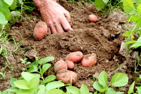 Programa de Garantia de Preços: Agricultores familiares já podem consultar produtos com direito a bônus em abril