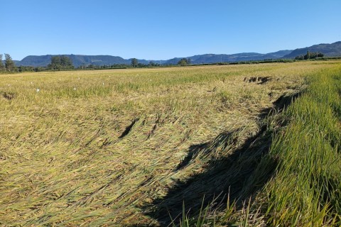 Chuvas causam acamamento e preocupam produtores de arroz gaúchos